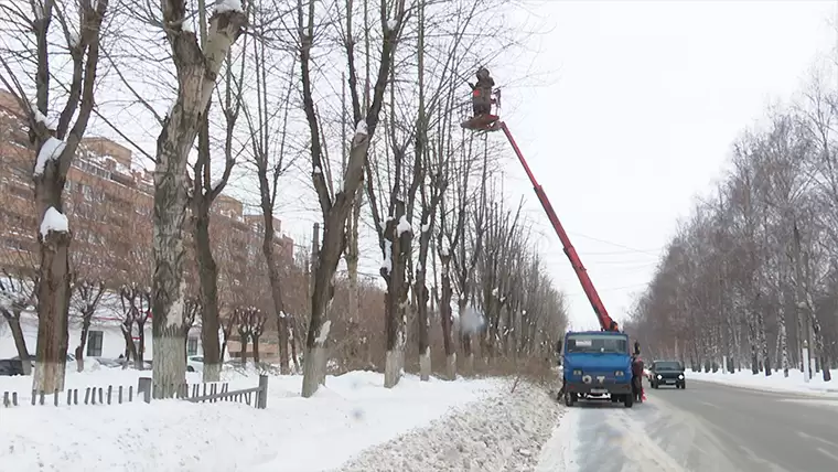 В Нижнекамске приступили к плановому кронированию деревьев