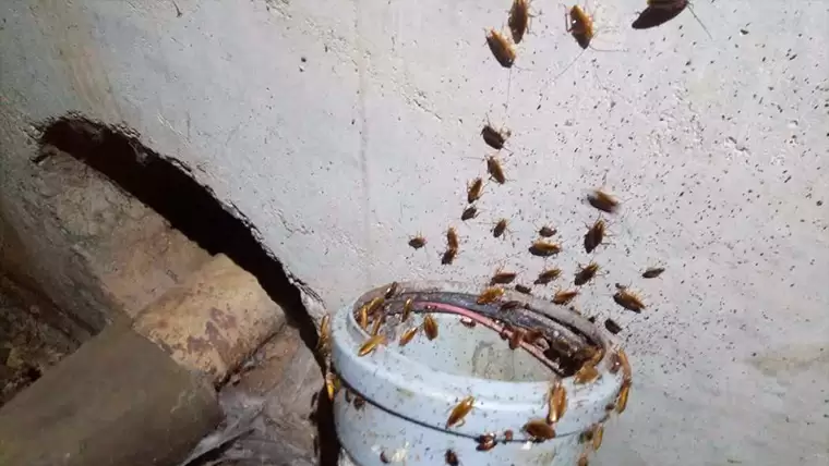 Житель Нижнекамска показал место в городе, которое кишит тараканами