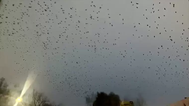 В Нижнекамске сняли на видео гигантскую стаю птиц