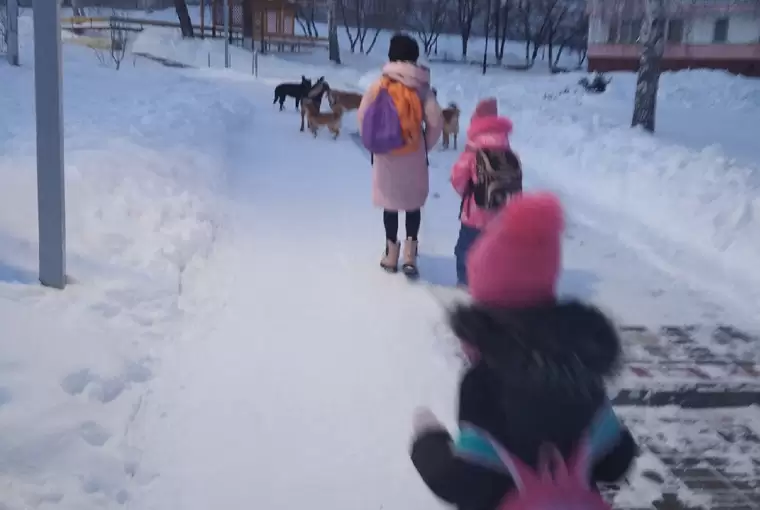 В Нижнекамском районе стая бродячих собак не пустила детей в школу