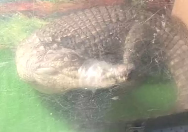 Прокуратура проверит выставку животных в Зеленодольске, где заматывают скотчем пасть крокодилу
