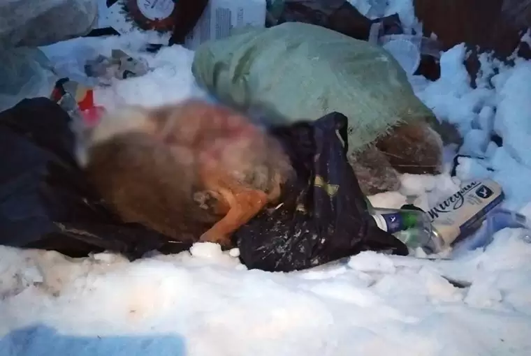 В СНТ под Челнами обнаружены трупы девяти убитых щенков