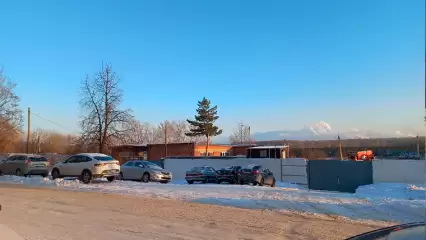 В Нижнекамске заметили собак, которые гоняются за прохожими - НТР 24