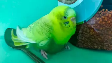 В Нижнекамске нашли птицу, родиной которой является Австралия - НТР 24