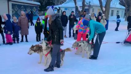 В Нижнекамске прошли гонки на собачьих упряжках