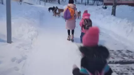 В Нижнекамском районе стая бродячих собак не пустила детей в школу - НТР 24