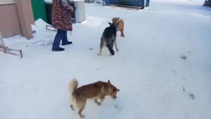 Стали известны подробности нападения на бродячих собак в Нижнекамском районе - НТР 24