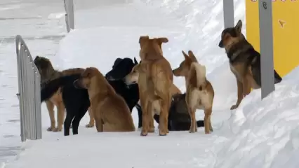 В поселке Камские Поляны Нижнекамского района бродячие собаки атакуют детей и пожилых - НТР 24