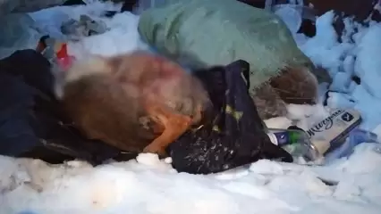 В СНТ под Челнами обнаружены трупы девяти убитых щенков