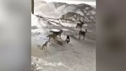 Нижнекамец снял на видео воющую свору собак под своими окнами - НТР 24