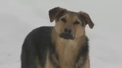 В Нижнекамске построят приют для бездомных животных - НТР 24