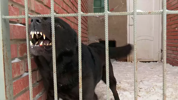 Жителям Нижнекамска рассказали, как действовать при встрече с агрессивными собаками