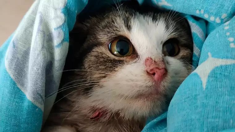 Стало известно, куда пропал котёнок, брата которого задавили неизвестные в Татарстане