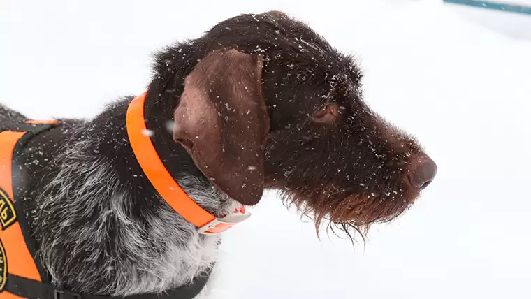 В России выбрали лучшую собаку-спасателя, она оказалась из Татарстана