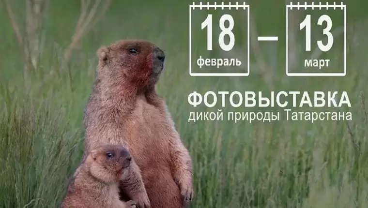 Жители Нижнекамска могут познакомиться с природой Татарстана на выставке