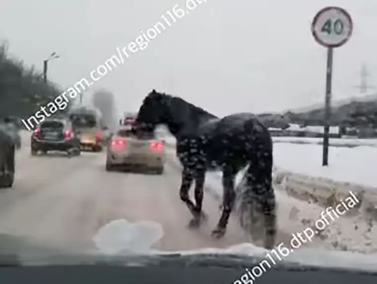 В Казани лошадь устроила пробку на дороге
