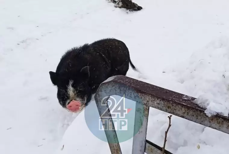 В селе Нижнекамского района бродит бездомная вьетнамская свинья с большими клыками