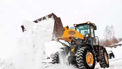 Волонтёры приюта поблагодарили администрацию Нижнекамска за помощь в чистке от снега - НТР 24