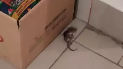 Жители Нижнекамска страдают от мышей в новостройках - НТР 24