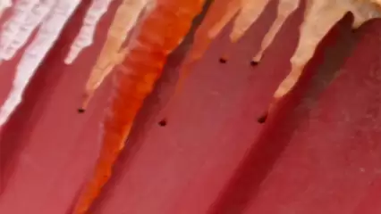 «На кровь похоже»: в Нижнекамске заметили сосульки необычного цвета, свисающие с балконов - НТР 24