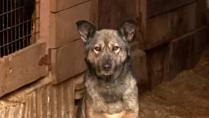 В Нижнекамске мужчина пообещал отравить или пристрелить собак, которые выбегают за территорию приюта - НТР 24