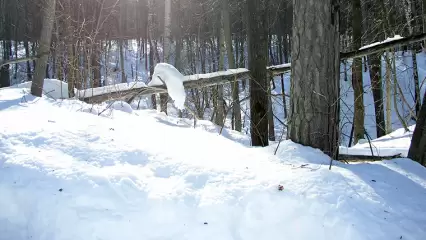 Зима 2021-2022 вошла в тройку самых снежных в этом столетии - НТР 24