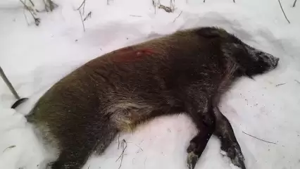Браконьеров из Татарстана вычислили по следам, ведущим к дому в деревне - НТР 24