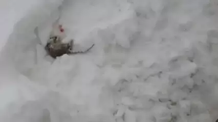 Один из домов в Нижнекамске атаковали мыши