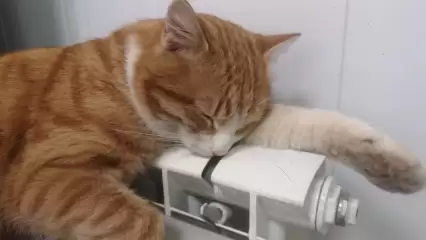 В Татарстане ожидается похолодание до -20 - НТР 24