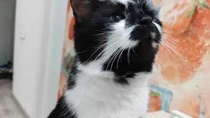 Жена нижнекамского шоумена спасает кошку от смертельного коронавируса - НТР 24