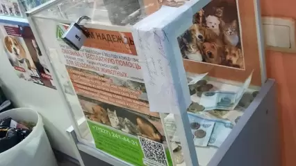 В Нижнекамске украли ящик с пожертвованиями для бездомных животных - НТР 24