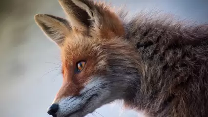 Улицы Мамадыша облюбовали лисы - НТР 24