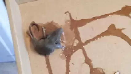 Нижнекамцы с осени страдают от мышей и крыс, обитающих в подвале дома