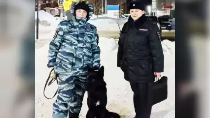 Почти 50 преступлений в Нижнекамске помогли раскрыть служебные собаки в 2021 году - НТР 24