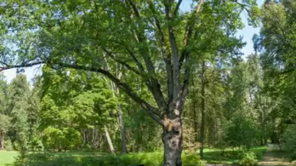 «Тургеневский дуб» участвует в международном конкурсе «Европейское дерево года 2022»