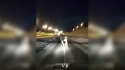 Челнинцы сняли на видео лося, бегающего по городской дороге