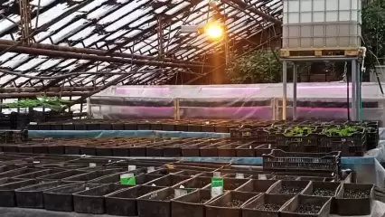 Большие планы: Нижнекамск планируют украсить по-новому, уже посажено 180 тысяч цветов - НТР 24