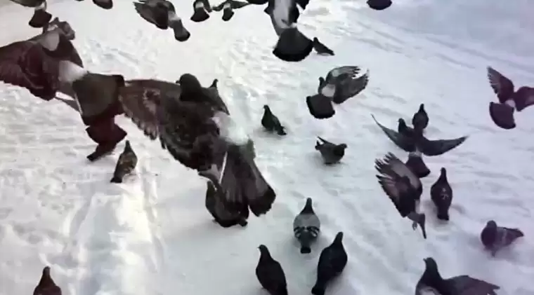 «Мертвые голуби»: жительница Нижнекамска считает, что в городе намеренно уничтожают птиц