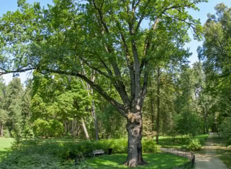 «Тургеневский дуб» участвует в международном конкурсе «Европейское дерево года 2022»