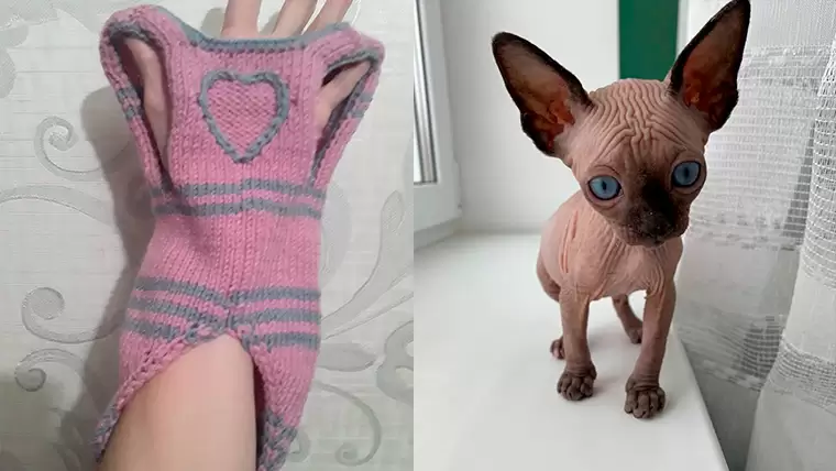 Жительница Нижнекамска предложила связать свитер для кота Рамиля Муллина