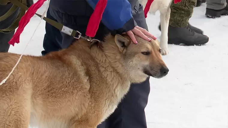 В Нижнекамске состоялась выставка охотничьих собак