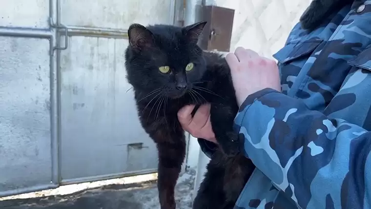 В Казани кошка-наркокурьер пыталась пронести наркотики в колонию