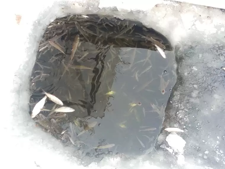 Рыба в озере под Нижнекамском не может дышать и даже выпрыгивает из лунок