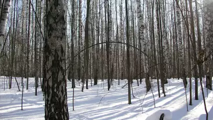 В Татарстане охраняемую природную территорию сделали охотничьими угодьями - НТР 24