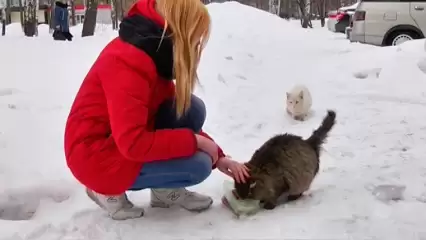 В Нижнекамске продавщицу оштрафовали за то, что она покормила кота