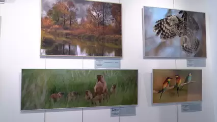 Юные художники посетили фотовыставку флоры и фауны Нижнекамского района