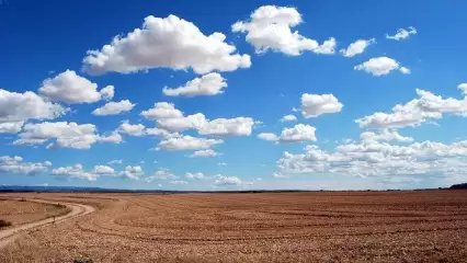 В Татарстане семян больше, чем нужно, а фермерам раздадут посадочный материал для капусты - НТР 24