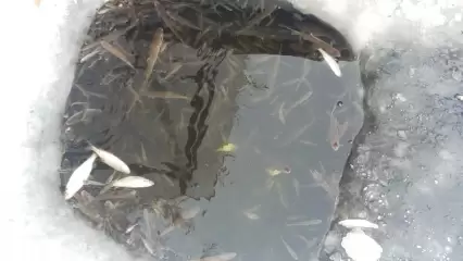 Рыба в озере под Нижнекамском не может дышать и даже выпрыгивает из лунок