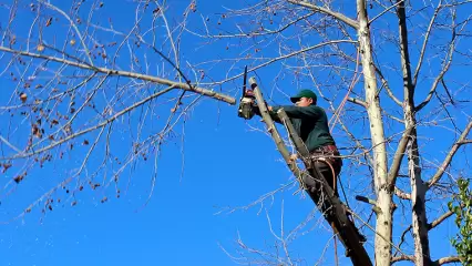 «Нельзя же так обращаться с природой»: обрезка веток деревьев возмутила нижнекамку