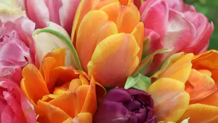 В преддверии 8 марта в Нижнекамске состоится праздничный концерт - НТР 24